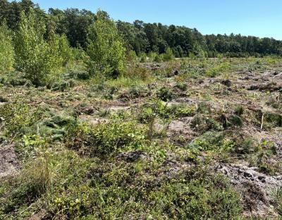Pitch pines that were removed are being left in the bog to provide a natural habitat for some wildlife. Photo by Christian Uva