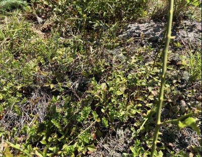 A few straggling cranberry plants. Photo by Christian Uva