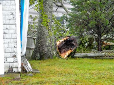 The tree as seen from Jefferson Shores Road. The inside appears to be dark and rotting.
