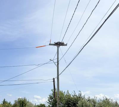 This pole in Swifts Beach has been partially de-energized for eight years to let the ospreys nest on it. The lowest wire is still live, but is covered in orange insulation to protect the wire and the birds.