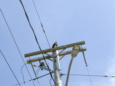 Ospreys return to places where their nests used to be, even after the nests are removed, like this pole in Swifts Beach. Photos by Christian Uva