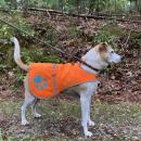 Blaze orange dog