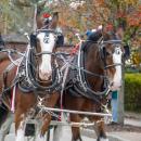 Equestrians show pride for the Nation.