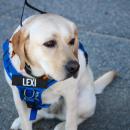 Even Lexi the comfort dog showed up in Wareham colors.