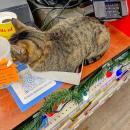 Anything is pawsible, like fitting into a small box. 