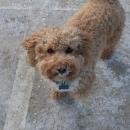Chelsie enjoys some snow at the Wareham Dog Park despite the frigid temps. Photo by Brandy Muz