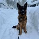 Bear enjoying becoming a pup-cicle. Photo source Melissa Dodson