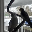 Scuttle and Jeppson preparing to watch their owners shovel. Photo source: Patrick Smith