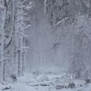  A winter scene in the woods. Photo source:  Nat Heard