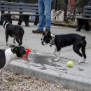 A trio of Boston terriers play at the park. 
