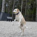 Winnie the yellow Labrador retriever catches a tennis ball. 