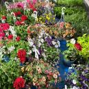 Hanging baskets made available.