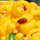 A bushel of ducks.