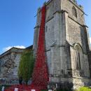 Poppies in Wareham, United Kingdom. Photo source: Claire Smith
