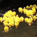 The ducks on their way to Patrick Marshall.