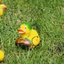 Ducking around in the grass.