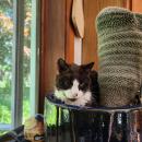 Moochi cuddles up with a cactus at Baum's home. Source: Naomi Arenberg