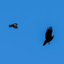 Attitude is everything: A red-winged blackbird sends a crow on its way.