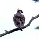 An osprey stays alert for fishy prey in Beaver Dam Creek 