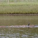 Canada geese take their growing goslings for family swim.