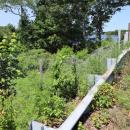 Fencing put up on the side of the bridge