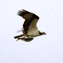 Osprey breakfast, flown in fresh . . .