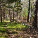 River Walk Conservation Area on Cromesset Road.  Photo by Wareham Land Trust. 