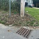 Destroyed nest