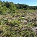 Pitch pines that were removed are being left in the bog to provide a natural habitat for some wildlife. Photo by Christian Uva