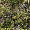 A few straggling cranberry plants. Photo by Christian Uva