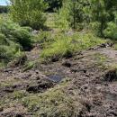 Most of the bog is quite dry, but this part has remained wet. Photo by Christian Uva
