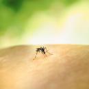 West Nile virus can only be transmitted by mosquitos. Photo by National Institute of Allergy and Infectious Diseases on Unsplash