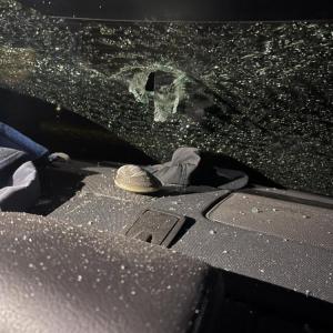 Sea the damage of the feathery criminal. Photos source: The Wareham Department of Natural Resources