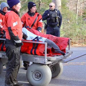 The dolphins were loaded onto a soft mat and transported by a team from  International Fund for Animal Welfare. Photos by Brandy Muz