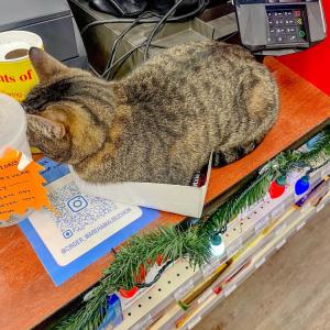 Anything is pawsible, like fitting into a small box. 