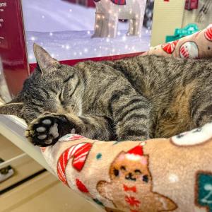 Litter-ally so comfortable. 