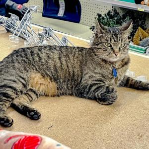 Feline fine by the Christmas decorations.