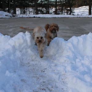 The cold never bothered these pups, anyway. 