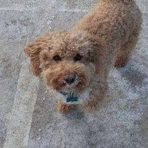 Chelsie enjoys some snow at the Wareham Dog Park despite the frigid temps. Photo by Brandy Muz