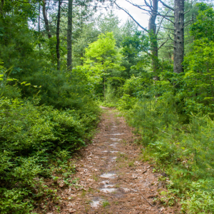 A Wareham trail. File photo