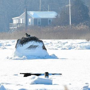 A coyote took advantage of the cold weather to cozy up in an osprey nest. Photos source: Sharon Lucido