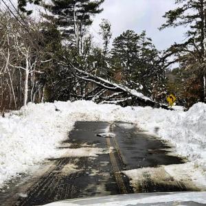 A tree downed on Holly Tree Lane. Photo source: Rob Russell