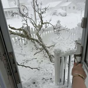 A home in Swifts Beach felt the impact of the storm with a large branch in its front yard. Photo source: Brit Thompson
