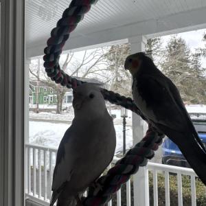 Scuttle and Jeppson preparing to watch their owners shovel. Photo source: Patrick Smith