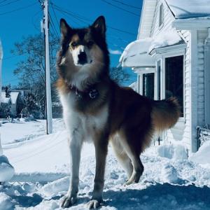 A ruff storm is nothing for this guy. Photo source: Sean Curran