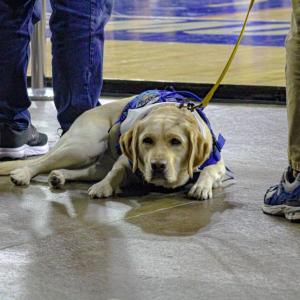 Lexi bringing comfort all the way to Lowell.