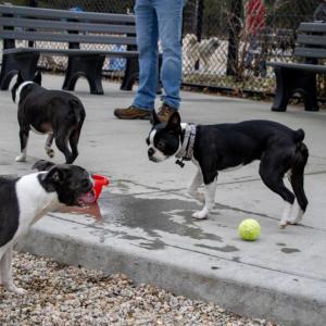 A trio of Boston terriers play at the park. 