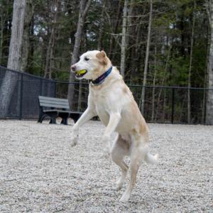 Winnie the yellow Labrador retriever catches a tennis ball. 