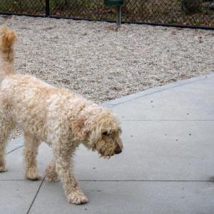 Bud the double doodle talks a walk. 