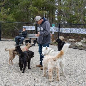 Dogs gather around Robert Ransom, waiting for him to toss a frisbee. 